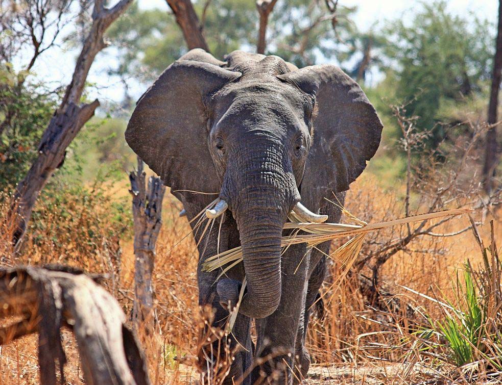 СЛОН У ВОЗИЛУ: Афрички слон убацио главу у <span style='color:red;'><b>возило</b></span>, ТУРИСТИ се превише приближили природи (ВИДЕО)